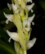 Spiranthes romanzoffia -  Lady Tresses Orchid 20-0549
